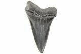 Fossil Broad-Toothed Mako Tooth - South Carolina #204774-1